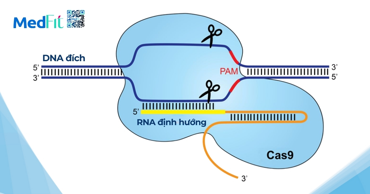 hình minh họa liệu pháp crispr-cas9