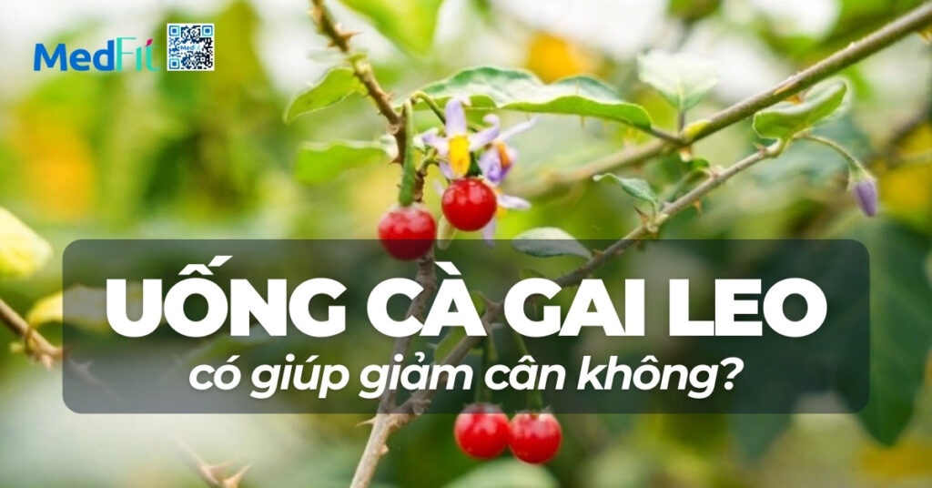 Uống cà gai leo có giúp giảm cân không? 15 uống cà gai leo có giup giảm cân không